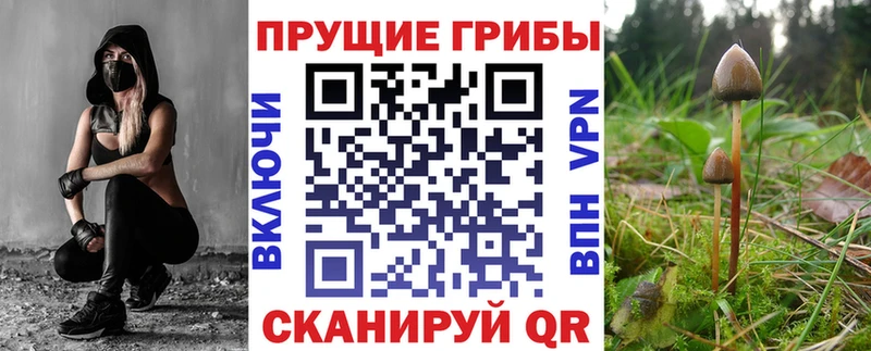 Псилоцибиновые грибы Cubensis Купить закладки Ишим